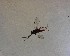  ( - NZAC03030523)  @11 [ ] No Rights Reserved (2022) Unspecified Landcare Research, New Zealand Arthropod Collection
