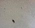  ( - NZAC03030526)  @11 [ ] No Rights Reserved (2022) Unspecified Landcare Research, New Zealand Arthropod Collection