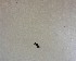  ( - NZAC03030527)  @11 [ ] No Rights Reserved (2022) Unspecified Landcare Research, New Zealand Arthropod Collection