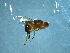  ( - NZAC03041385)  @11 [ ] No Rights Reserved (2022) Unspecified Landcare Research, New Zealand Arthropod Collection