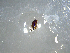  ( - NZAC03041402)  @11 [ ] No Rights Reserved (2022) Unspecified Landcare Research, New Zealand Arthropod Collection