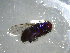  (Paracoenosia - NZAC03041654)  @11 [ ] No Rights Reserved (2022) Unspecified Landcare Research, New Zealand Arthropod Collection