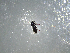  ( - NZAC03041666)  @11 [ ] No Rights Reserved (2022) Unspecified Landcare Research, New Zealand Arthropod Collection