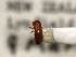  ( - NZAC04025353)  @11 [ ] No Rights Reserved (2022) Unspecified Landcare Research, New Zealand Arthropod Collection