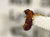  ( - NZAC04025366)  @11 [ ] No Rights Reserved (2022) Unspecified Landcare Research, New Zealand Arthropod Collection