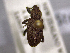  (Steriphus - NZAC04200090)  @11 [ ] No Rights Reserved (2022) Unspecified Landcare Research, New Zealand Arthropod Collection