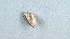  (Austrocidaria gobiata - NZINS254)  @12 [ ] Copyright (2015) University of Waikato University of Waikato