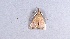  (Uresiphita polygonalis maorialis - NZINS239)  @13 [ ] Copyright (2015) University of Waikato University of Waikato