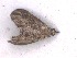  (Austrocidaria similata - NZINS323)  @12 [ ] Copyright (2016) University of Waikato University of Waikato