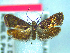  (Hierodoris torrida - NZAC04067136)  @11 [ ] No Rights Reserved (2025) Unspecified Landcare Research, New Zealand Arthropod Collection