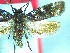  (Hierodoris extensilis - NZAC04067142)  @11 [ ] No Rights Reserved (2025) Unspecified Landcare Research, New Zealand Arthropod Collection