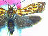  (Hierodoris - NZAC04067157)  @11 [ ] No Rights Reserved (2025) Unspecified Landcare Research, New Zealand Arthropod Collection