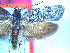  (Hierodoris pachystegiae - NZAC04067182)  @11 [ ] No Rights Reserved (2025) Unspecified Landcare Research, New Zealand Arthropod Collection