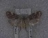  ( - NZAC04169591)  @11 [ ] No Rights Reserved (2025) Unspecified Landcare Research, New Zealand Arthropod Collection