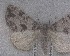  (Pseudocoremia albafasciata - NZAC04190854)  @11 [ ] No Rights Reserved (2025) Unspecified Landcare Research, New Zealand Arthropod Collection