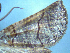  (Ipana perdita - NZAC04191295)  @11 [ ] No Rights Reserved (2025) Unspecified Landcare Research, New Zealand Arthropod Collection