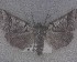  (Ipana - NZAC04192685)  @11 [ ] No Rights Reserved (2025) Unspecified Landcare Research, New Zealand Arthropod Collection