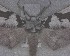  (Declana egregia - NZAC04193816)  @11 [ ] No Rights Reserved (2025) Unspecified Landcare Research, New Zealand Arthropod Collection