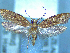 ( - NZAC04195641)  @11 [ ] No Rights Reserved (2025) Unspecified Landcare Research, New Zealand Arthropod Collection