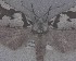  ( - NZAC04196373)  @11 [ ] No Rights Reserved (2025) Unspecified Landcare Research, New Zealand Arthropod Collection
