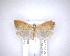  (Catamacta alopecana - NZAC04201430)  @11 [ ] No Rights Reserved (2020) Unspecified Landcare Research, New Zealand Arthropod Collection