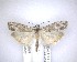  (Eudonia rakaiensis - NZAC04201432)  @11 [ ] No Rights Reserved (2020) Unspecified Landcare Research, New Zealand Arthropod Collection