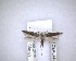  (Bilobata - NZAC04201440)  @11 [ ] No Rights Reserved (2020) Unspecified Landcare Research, New Zealand Arthropod Collection