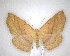  (Xyridacma alectoraria - NZAC04201447)  @11 [ ] No Rights Reserved (2020) Unspecified Landcare Research, New Zealand Arthropod Collection