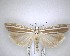  (Orocrambus callirrhous - NZAC04201461)  @11 [ ] No Rights Reserved (2020) Unspecified Landcare Research, New Zealand Arthropod Collection