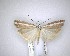  (Orocrambus vittellus - NZAC04201467)  @11 [ ] No Rights Reserved (2020) Unspecified Landcare Research, New Zealand Arthropod Collection