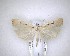  (Scoparia rotuella - NZAC04201468)  @11 [ ] No Rights Reserved (2020) Unspecified Landcare Research, New Zealand Arthropod Collection