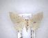  (Poecilasthena schistaria - NZAC04201472)  @11 [ ] No Rights Reserved (2020) Unspecified Landcare Research, New Zealand Arthropod Collection