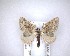  (Phrissogonus laticostatus - NZAC04201473)  @11 [ ] No Rights Reserved (2020) Unspecified Landcare Research, New Zealand Arthropod Collection