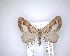  (Pasiphila inductata - NZAC04201474)  @11 [ ] No Rights Reserved (2020) Unspecified Landcare Research, New Zealand Arthropod Collection