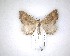  (Austrocidaria cedrinodes - NZAC04201483)  @11 [ ] No Rights Reserved (2020) Unspecified Landcare Research, New Zealand Arthropod Collection