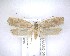  (Phaeosaces apocrypta - NZAC04201485)  @11 [ ] No Rights Reserved (2020) Unspecified Landcare Research, New Zealand Arthropod Collection