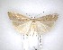  ( - NZAC04201494)  @11 [ ] No Rights Reserved (2020) Unspecified Landcare Research, New Zealand Arthropod Collection