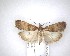  (Eudonia asterisca - NZAC04201496)  @11 [ ] No Rights Reserved (2020) Unspecified Landcare Research, New Zealand Arthropod Collection