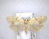  ( - NZAC04201498)  @14 [ ] No Rights Reserved (2020) Unspecified Landcare Research, New Zealand Arthropod Collection