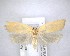  ( - NZAC04201501)  @14 [ ] No Rights Reserved (2020) Unspecified Landcare Research, New Zealand Arthropod Collection