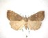  ( - NZAC04201519)  @11 [ ] No Rights Reserved (2020) Unspecified Landcare Research, New Zealand Arthropod Collection