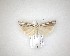  (Orocrambus enchophorus - NZAC04201520)  @11 [ ] No Rights Reserved (2020) Unspecified Landcare Research, New Zealand Arthropod Collection