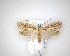  ( - NZAC04201528)  @11 [ ] No Rights Reserved (2020) Unspecified Landcare Research, New Zealand Arthropod Collection