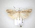  ( - NZAC04201532)  @11 [ ] No Rights Reserved (2020) Unspecified Landcare Research, New Zealand Arthropod Collection