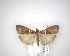  (Eudonia leucogramma - NZAC04201538)  @11 [ ] No Rights Reserved (2020) Unspecified Landcare Research, New Zealand Arthropod Collection