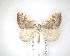  ( - NZAC04201541)  @11 [ ] No Rights Reserved (2020) Unspecified Landcare Research, New Zealand Arthropod Collection