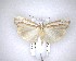  ( - NZAC04201555)  @11 [ ] No Rights Reserved (2020) Unspecified Landcare Research, New Zealand Arthropod Collection