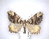  ( - NZAC04201557)  @11 [ ] No Rights Reserved (2020) Unspecified Landcare Research, New Zealand Arthropod Collection