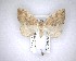  ( - NZAC04201558)  @11 [ ] No Rights Reserved (2020) Unspecified Landcare Research, New Zealand Arthropod Collection
