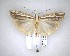  ( - NZAC04201563)  @11 [ ] No Rights Reserved (2020) Unspecified Landcare Research, New Zealand Arthropod Collection
